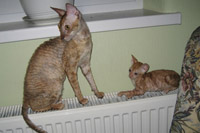 Фотогалерея питомника королевских элитных кошек породы Корниш-рекс