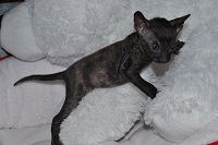 Первый рыженький котенок - Фотогалерея питомника королевских элитных кошек породы Корниш-рекс