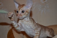 Первый рыженький котенок - Фотогалерея питомника королевских элитных кошек породы Корниш-рекс