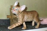 Фотогалерея питомника королевских элитных кошек породы Корниш-рекс