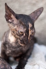 Фотогалерея питомника королевских элитных кошек породы Корниш-рекс