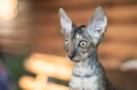 Первый рыженький котенок - Фотогалерея питомника королевских элитных кошек породы Корниш-рекс