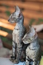 Фотогалерея питомника королевских элитных кошек породы Корниш-рекс